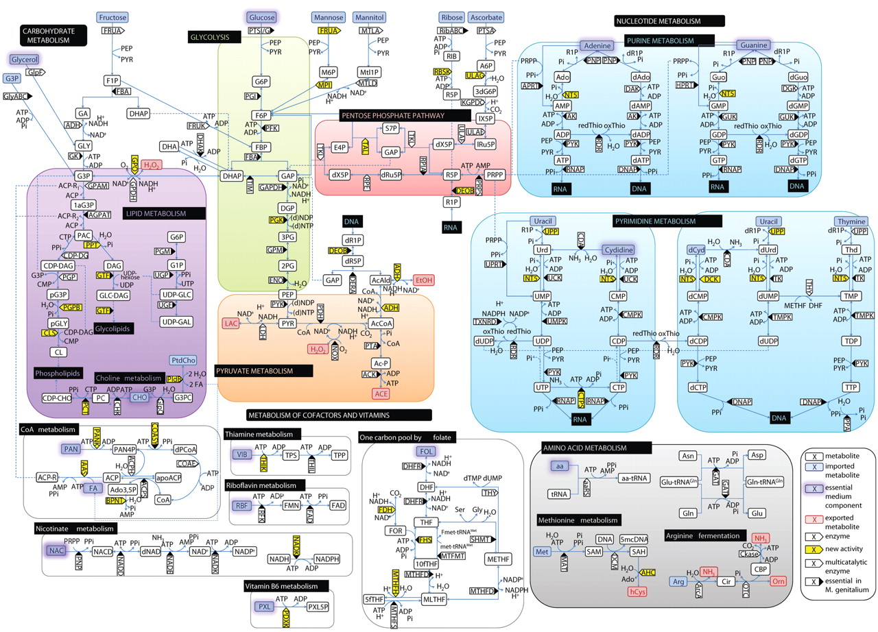 Cell Metabolism Chart