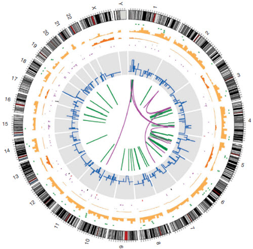 Genetic Lines Of Russian 29